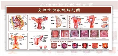 女人性器官|解剖学高清图谱 女性生殖系统